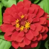 Red Common Zinnia Diamond Painting