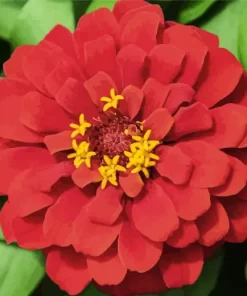 Red Common Zinnia Diamond Painting