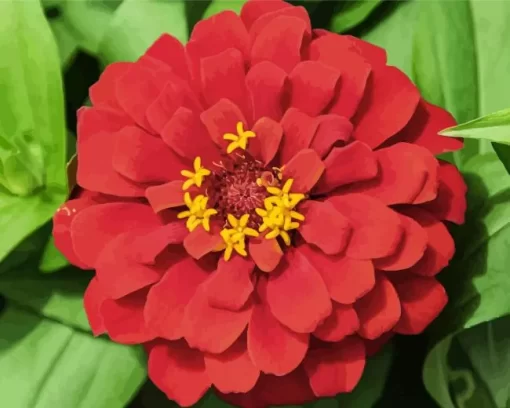 Red Common Zinnia Diamond Painting