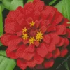 Red Common Zinnia Diamond Painting