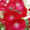 Red Hollyhocks Diamond Painting