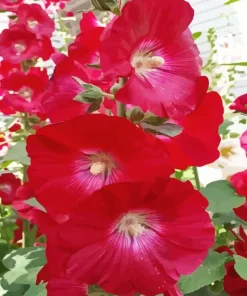 Red Hollyhocks Diamond Painting