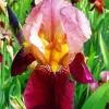 Red Iris Germanica Diamond Painting