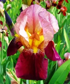 Red Iris Germanica Diamond Painting