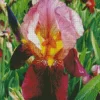 Red Iris Germanica Diamond Painting