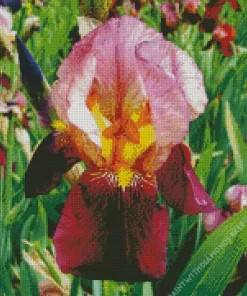 Red Iris Germanica Diamond Painting