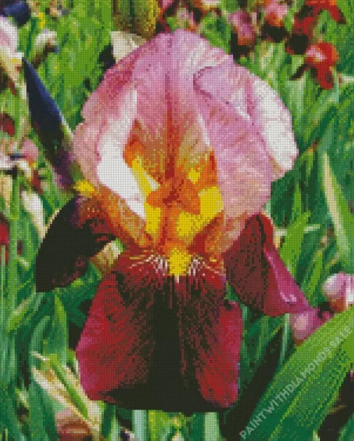 Red Iris Germanica Diamond Painting