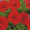 Red Petunia Diamond Painting