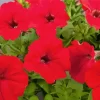 Red Petunia Diamond Painting