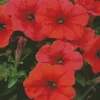 Red Petunia Flowers Diamond Painting