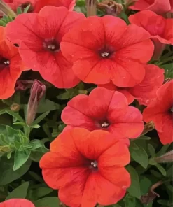 Red Petunia Flowers Diamond Painting