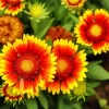 Red And Yellow Daisy Diamond Painting