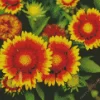 Red And Yellow Daisy Diamond Painting