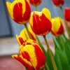 Red And Yellow Tulips Diamond Painting