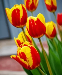 Red And Yellow Tulips Diamond Painting