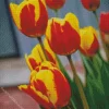 Red And Yellow Tulips Diamond Painting