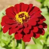 Red Common Zinnia Flower Diamond Painting