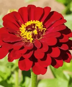 Red Common Zinnia Flower Diamond Painting