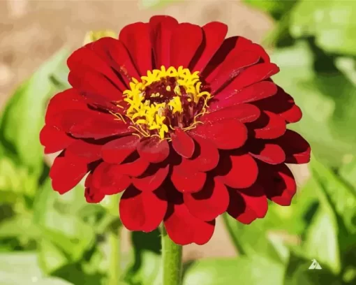 Red Common Zinnia Flower Diamond Painting