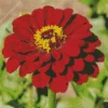 Red Common Zinnia Flower Diamond Painting