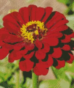 Red Common Zinnia Flower Diamond Painting