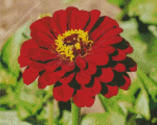 Red Common Zinnia Flower Diamond Painting