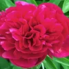 Red Kansas Peony Diamond Painting