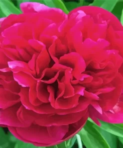 Red Kansas Peony Diamond Painting