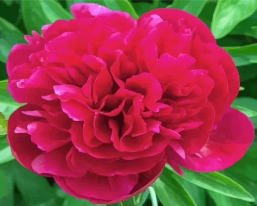 Red Kansas Peony Diamond Painting