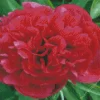 Red Kansas Peony Diamond Painting