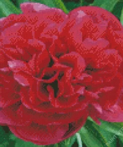 Red Kansas Peony Diamond Painting