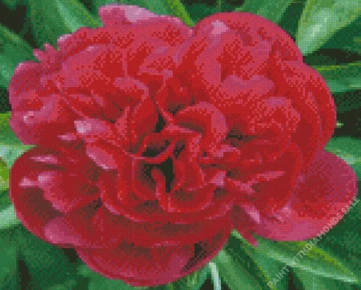 Red Kansas Peony Diamond Painting