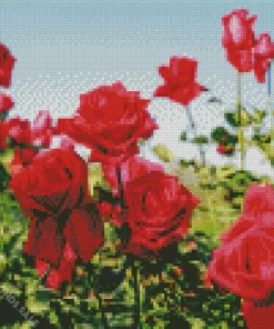 Red Roses Diamond Painting