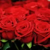 Red Roses Art Diamond Painting