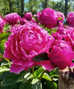 Red Sarah Bernhardt Peony Diamond Painting