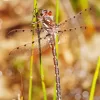 Redspots Dragonfly Diamond Painting