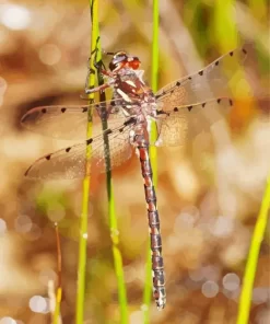 Redspots Dragonfly Diamond Painting