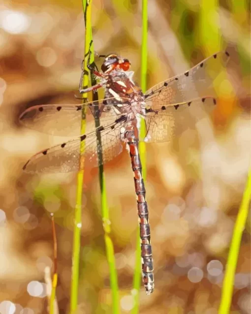 Redspots Dragonfly Diamond Painting