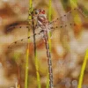 Redspots Dragonfly Diamond Painting