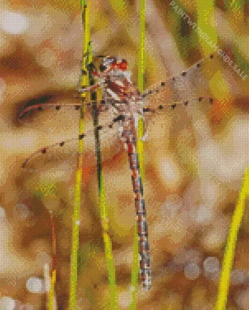 Redspots Dragonfly Diamond Painting