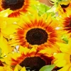 Ring Of Fire Sunflower Field Diamond Painting