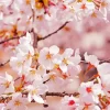 Sakura Tree Blossoms Diamond Painting