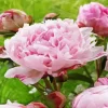 Sarah Bernhardt Peony Diamond Painting