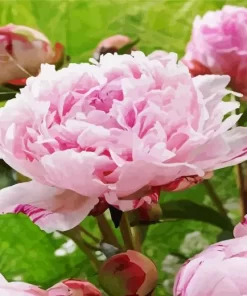 Sarah Bernhardt Peony Diamond Painting