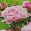 Sarah Bernhardt Peony Diamond Painting