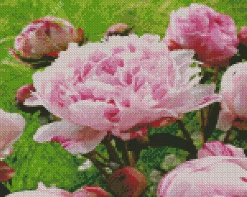 Sarah Bernhardt Peony Diamond Painting