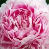 Sarah Bernhardt Peony Close Up Diamond Painting