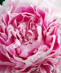 Sarah Bernhardt Peony Close Up Diamond Painting