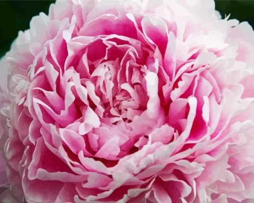 Sarah Bernhardt Peony Close Up Diamond Painting