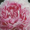 Sarah Bernhardt Peony Close Up Diamond Painting